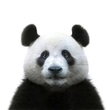 核心团队成员